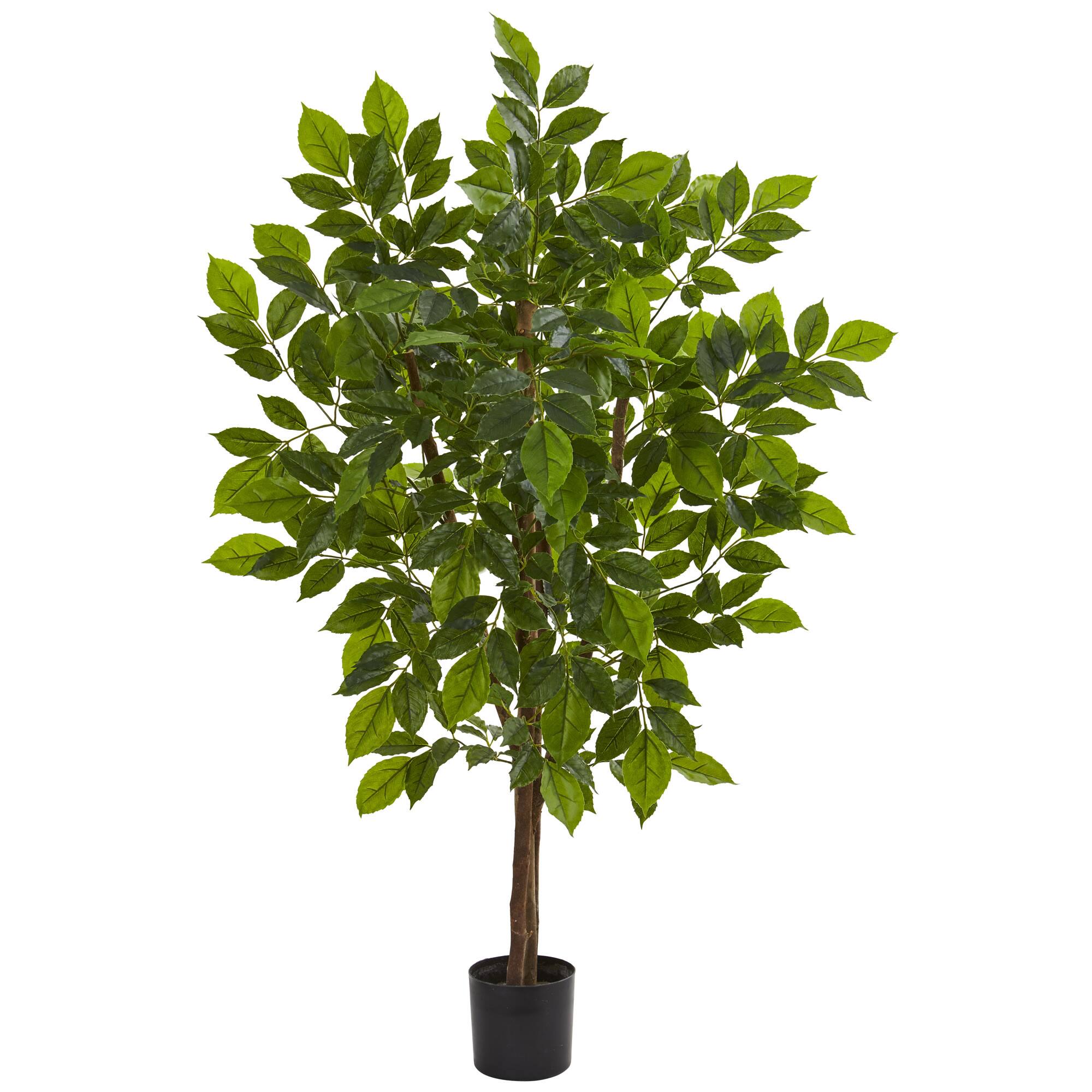 4ft. Potted River Birch Tree